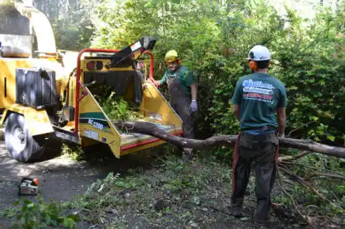 tree services Foothill Farms